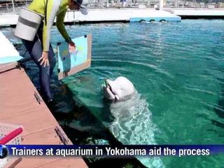 Beluga whale paints pictures in Japan aquarium