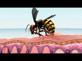 Asian giant hornets kill dozens in China