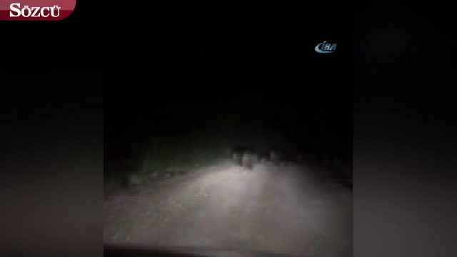 Tarlalara inen domuz sürüsü amatör kamerada