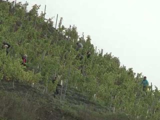 AFP: French industrial hotspot turned into wine-making haven