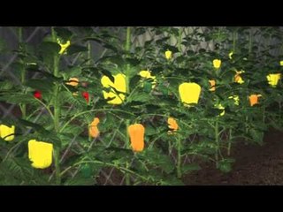 Tải video: Next Media: Canadian scientists use bees to deliver pesticides