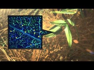 Next Media: Gold Growing in Eucalyptus Trees in Australia