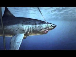 Next Media: Western Australia to cull sharks in response to deadly attacks