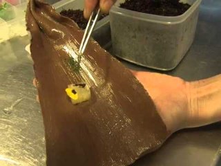 Brazilian chef brings food to life with flavours from the Amazon