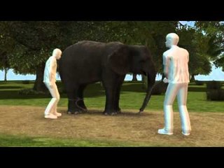 Next Media: Thirty elephants ravage crops in Malaysia