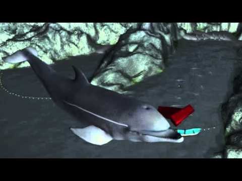 More than 200 dolphins to be slaughtered at Taiji Cove in Japan