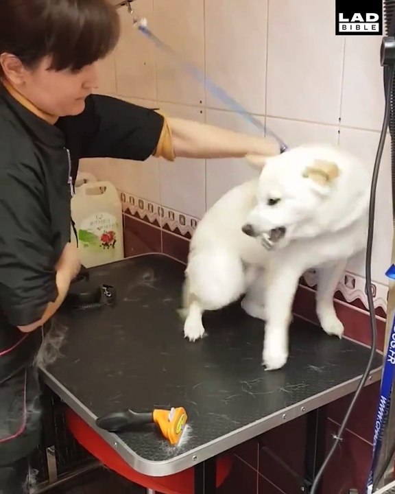 This groomer demonstrates an amazing ability to calm down a terrified dog Šunų kirpyklėlė "Stilinga Letenėlė"