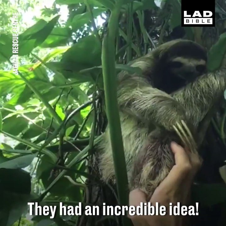 Such a creative way to reunite a lost baby sloth with its mother Jaguar Rescue Center