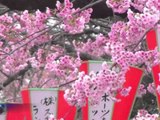 AFP: Cherry blossoms wow tourists in Tokyo