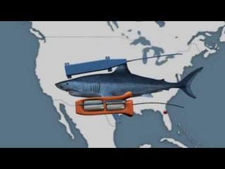 Next Media: Scientists tracks great white shark across the Atlantic