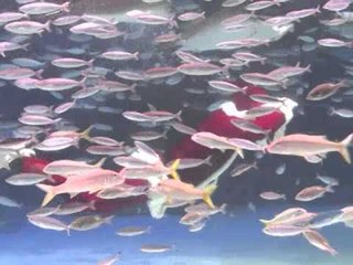 AFP Video: Early Christmas treats for Sunshine Aquarium fishes