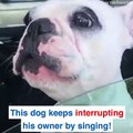 This dog thinks he's an opera singer  Credit: Facebook Walter Geoffrey the FrenchieInstagram @waltergeoffreythefrenchie