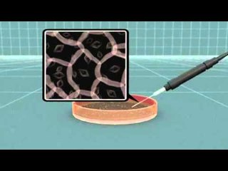 Next Media Video: Bluefin tuna boom after Japanese scientist use surrogate