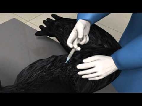 Next Media Video: Ebola outbreaks linked to rapidly declining ape population in Africa