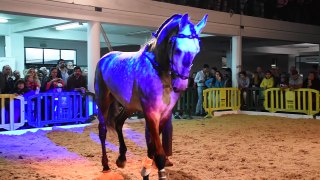 Gala Equestre ARTM na Feira de Maio 2018 01