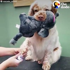 This dog holds onto her stuffed animals while she gets groomed 