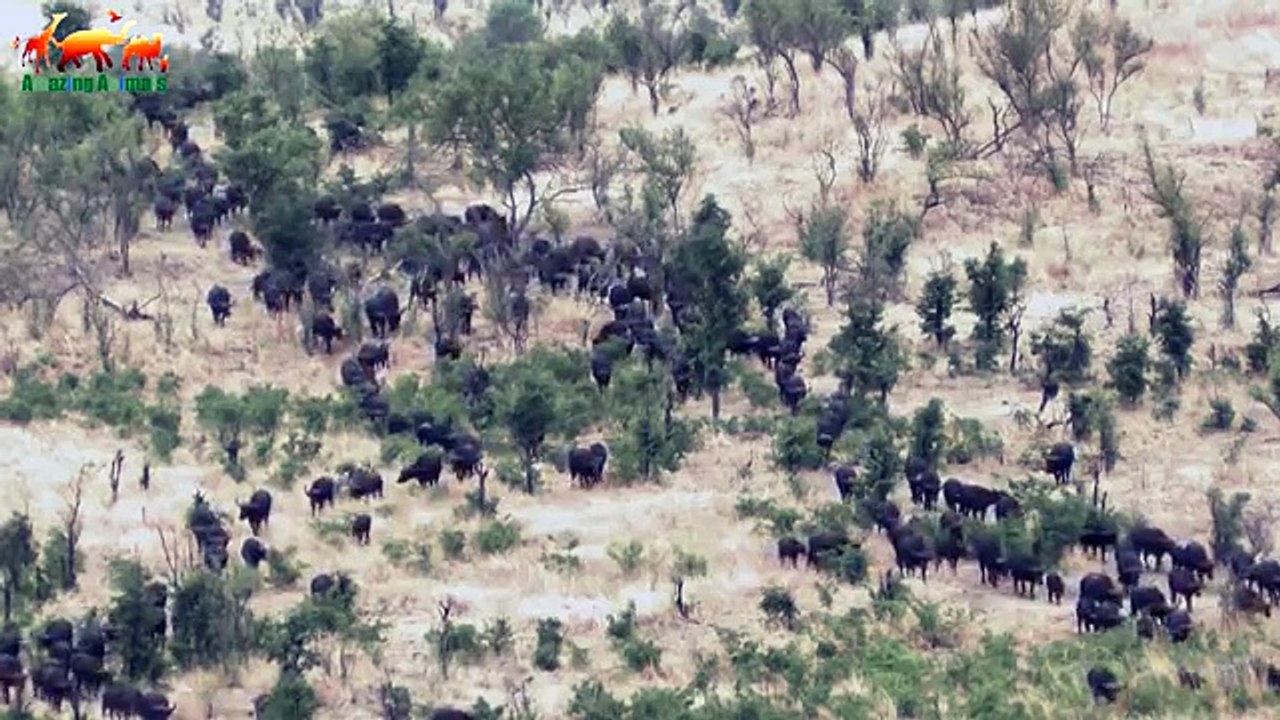 Lion vs Buffalo. Blood Feuds FULL HD - Documentary Films 2018 on Amazing Animals TV