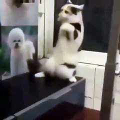 El Gato Mas Hermoso Del Mundo Bailando