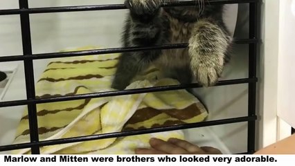 Kitten Brothers Refused To Be Seperated And When Someone Wants To Adopt One Of Them..