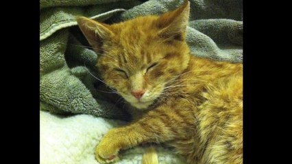 Saving Elsa, the Frozen cat - kitten