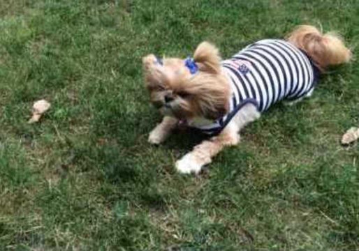Posing Pup Has Supermodel Moment With a Leaf Blower