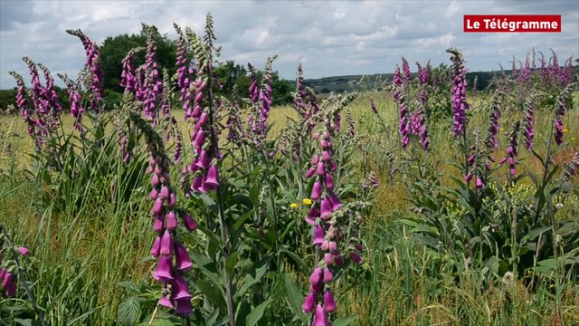 Mégalithes. L’injuste oubli de Saint-Just