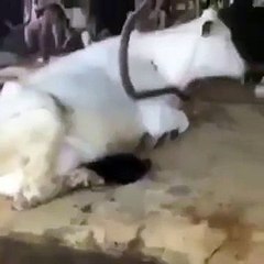 Cat Drinking Milk From Cow’s B**b