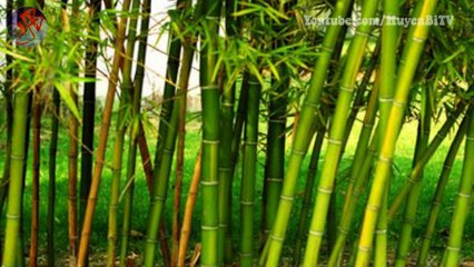 Cách học tập của Gia Cát Lượng và Hoàng đế Khang Hy, từng câu đều thọ ích cả đời (P.1)