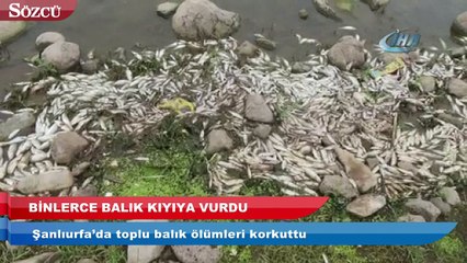 Şanlıurfa’da toplu balık ölümleri korkuttu