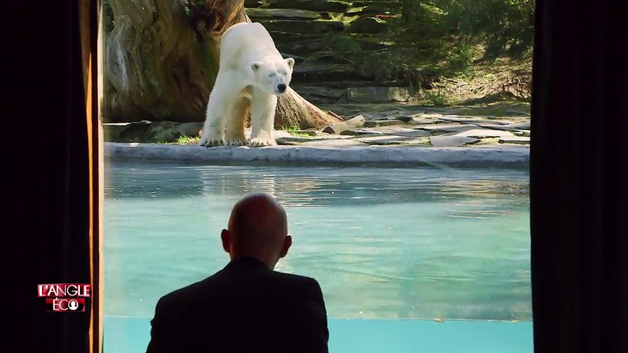 Passer la nuit en tête à tête avec un ours polaire au zoo de La Flèche -  Vidéo Dailymotion