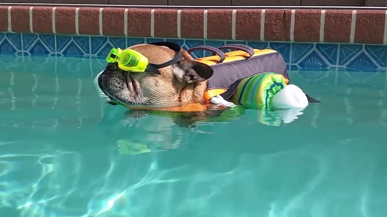 Try Not To Laugh At This Ultimate Funny Dog Video