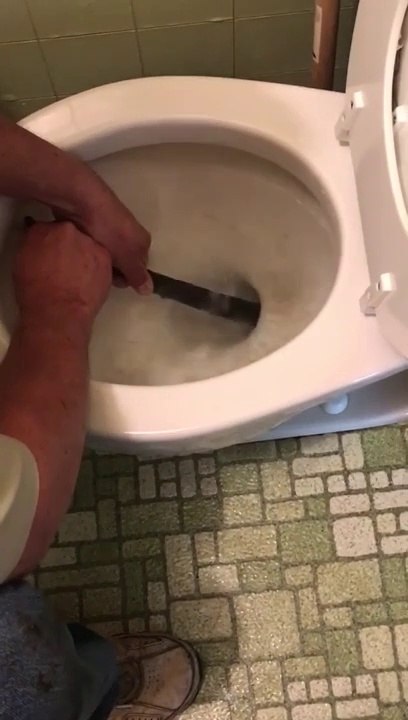 Il trouve un serpent dans la cuvette des toilettes et n'arrive pas à l'en sortir