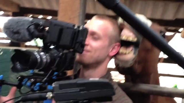 Un cheval amoureux d'un cameraman... Tellement drole