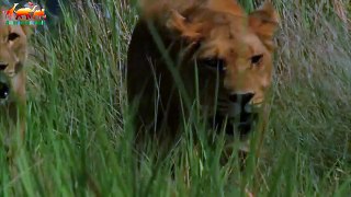 Последние Львы. Изгнанная Львица FULL HD - Документальный фильм 2018 на Amazing Animals TV