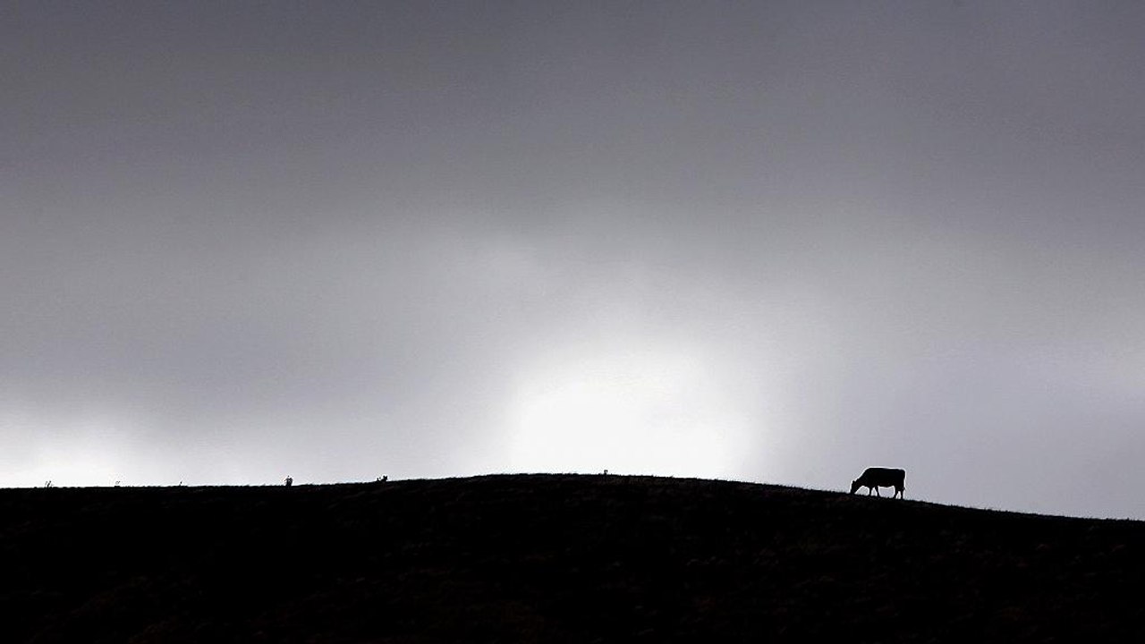 Neuseeland: Massenschlachtung um Kuhkrankheit auszurotten