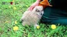 Funny Owls And Cute Owl Videos Compilation 2016