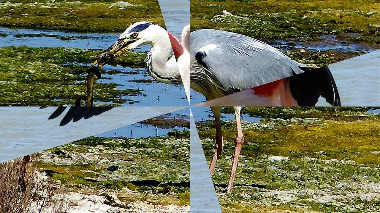 PHOTOS  "LA FAUNE " par les membres du club photo de la MJC DE AGDE