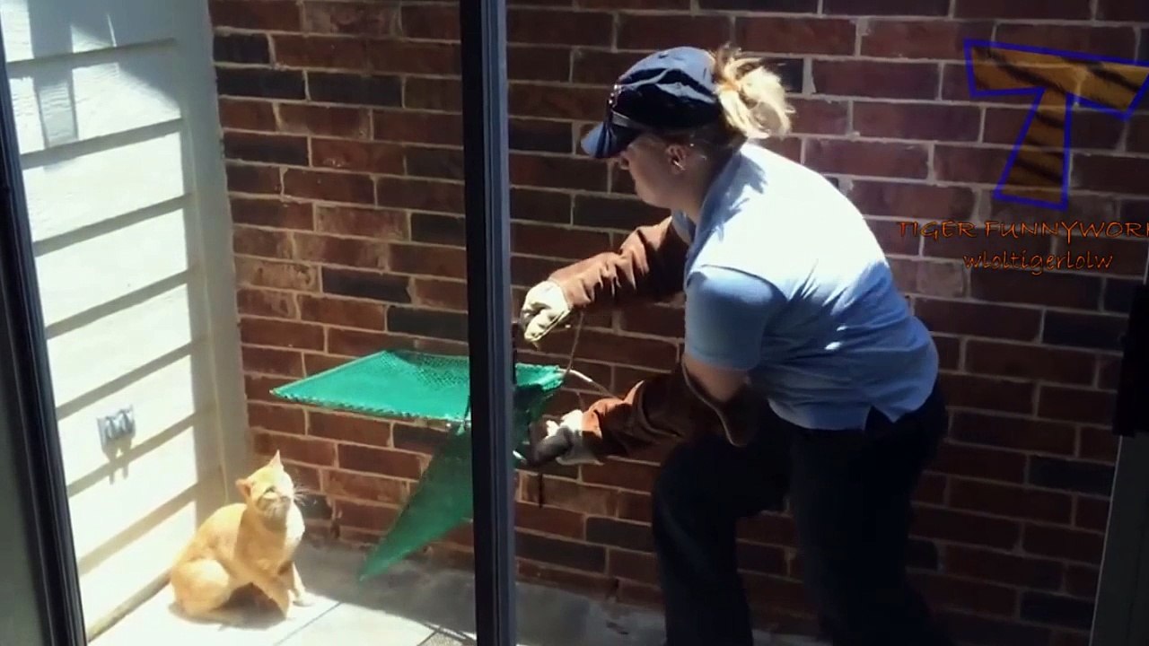 Funny Cat Doing Cute Action