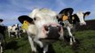 Abate de milhares de vacas na Nova Zelândia