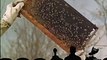 Mystery Science Theater 3000 - The Bedly Dees - Selected Scenes