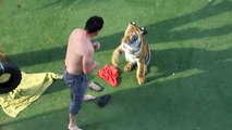 Il réussi à maitriser son tigre de compagnie un peu excité... Comme un gros chat