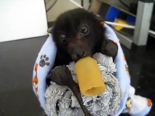 Скачать видео: Cette chauve-souris adorable tète sa sucette comme un bébé