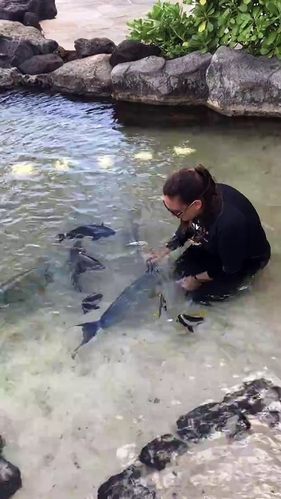 Ce poisson ultra intelligent reconnait les formes des objets