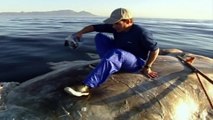 Un chercheur observe les grands requins blancs assit sur la carcasse d'une baleine