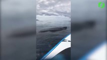 En paddle board, elle va avoir la visite d'une énorme baleine