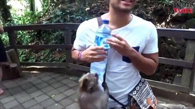 FUNNY MONKEYS STEALING THINGS FROM PEOPLE COMPILATION