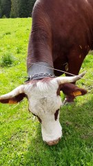 Les vaches aux Glières 1