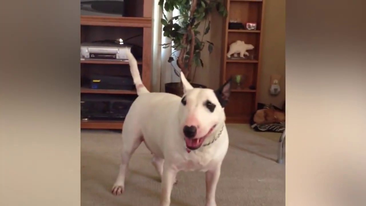 I love dogs, but he's a weirdo ♥♥