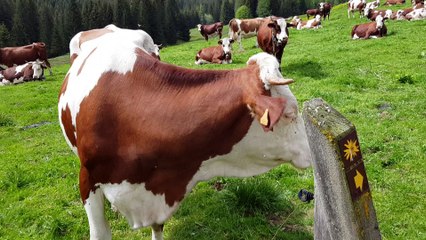 Les vaches aux Glières