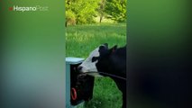 Una vaca dejó a decenas de vecinos de EEUU sin teléfono al comerse los cables